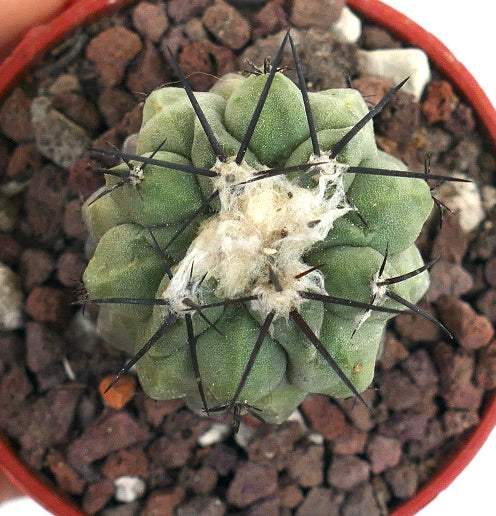 Copiapoa cinerea var. dealbata X hypogaea sjelden grønn kaktus med lange mørke pigger og ullrike areoler
