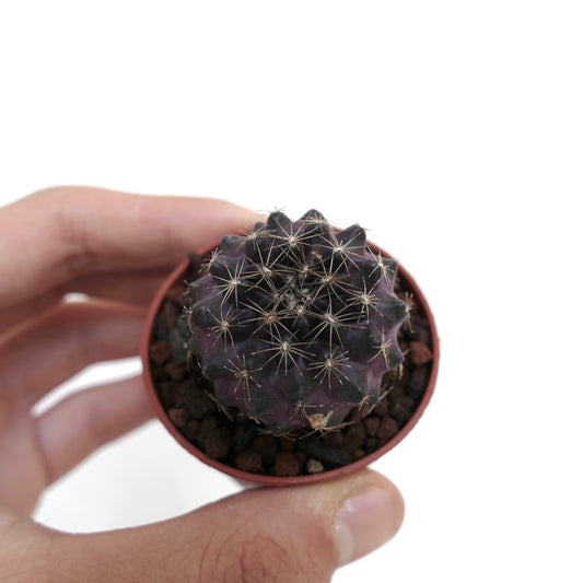Copiapoa serpentisulcata X humilis kleine donkerpaarse cactus met dunne stekels in pot