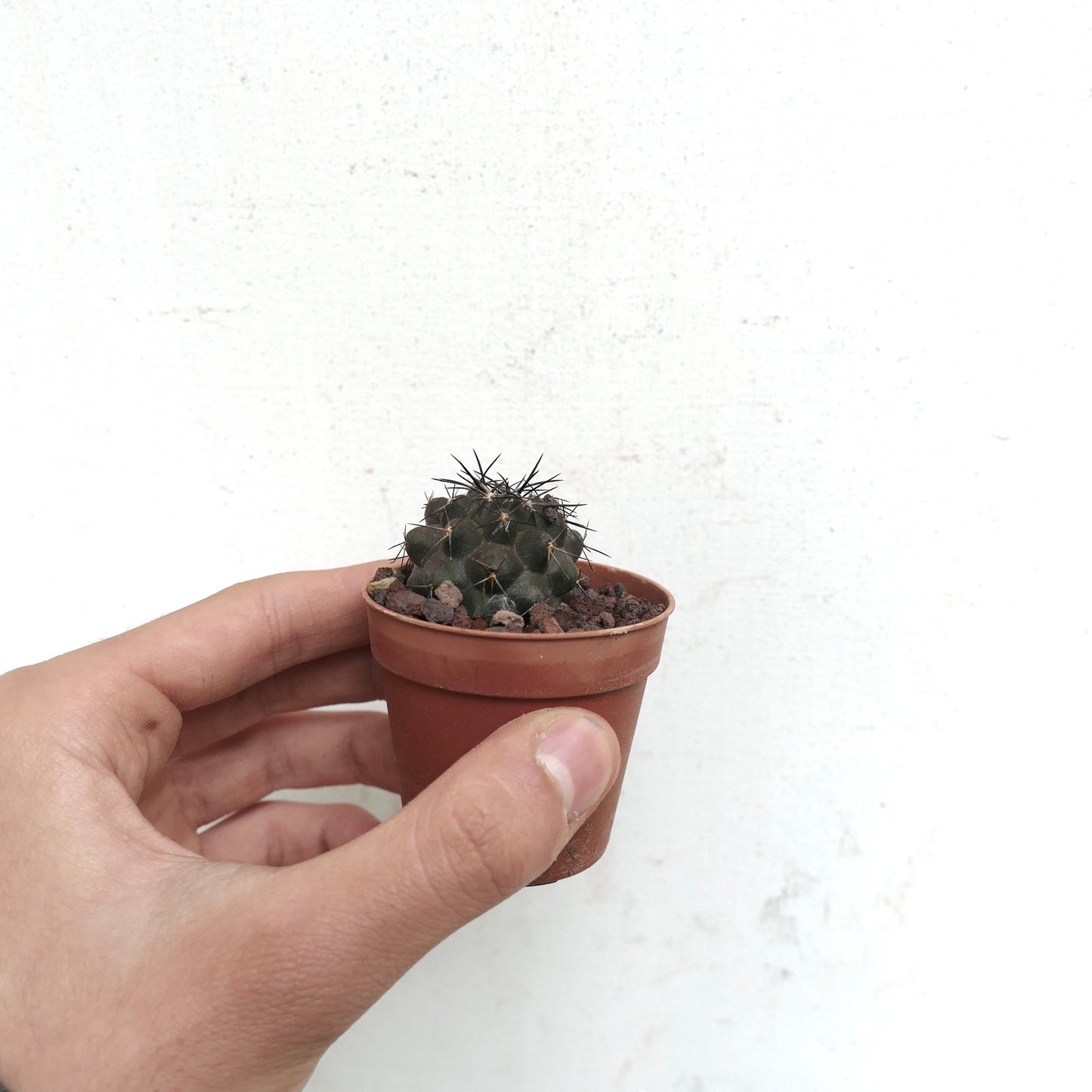 Copiapoa desertorum small dark green cactus with sharp black spines in terracotta pot