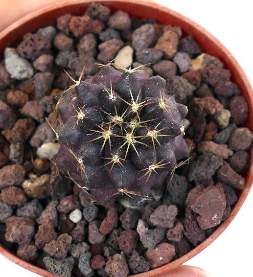 Copiapoa goldii rare dark purple succulent cactus with sharp yellow spines in pot