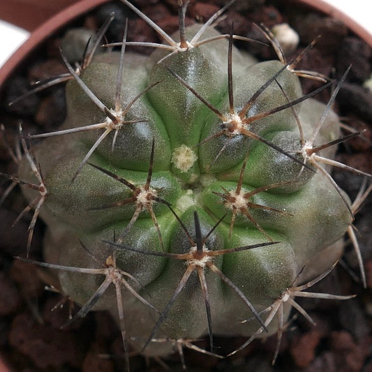 Copiapoa haseltoniana X griseoviolacea, rare cactus succulent avec des épines sombres prononcées et des côtes arrondies