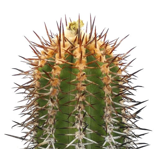 Copiapoa marginata grüner Kaktus mit dichten langen braunen Stacheln und gerippter Textur