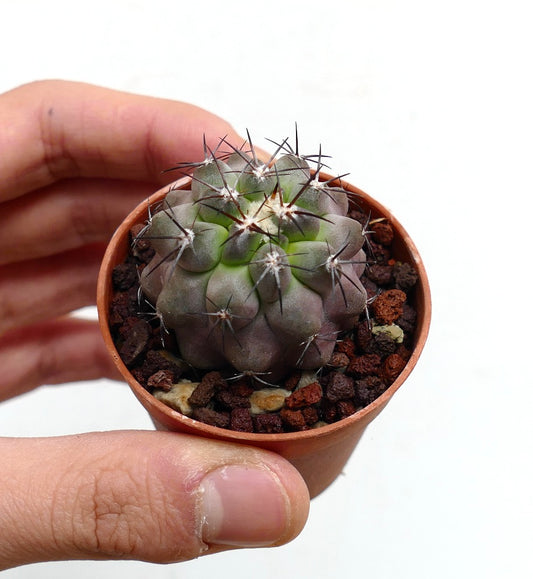Kleine Copiapoa cinerea vetplant cactus met grijs-groen lichaam en scherpe stekels in pot
