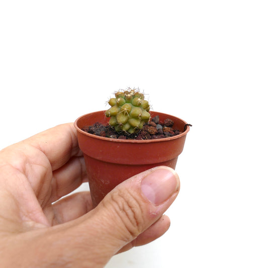 Piccolo cactus succulento Copiapoa goldii con tubercoli arrotondati e spine sottili in vaso
