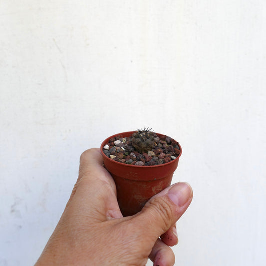 โคปิอาโพอา ซิเนเรอา X อตากาเมนซิส กระบองเพชรขนาดเล็กหายากมีหนามสีเข้มในกระถางจิ๋ว