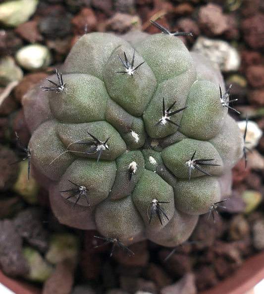 Copiapoa cinerea X hypogaea vetplant cactus met afgeronde knobbels en scherpe zwarte stekels