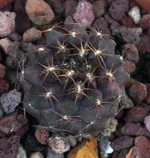 Copiapoa goldii dark green succulent cactus with sharp golden spines on rocky soil