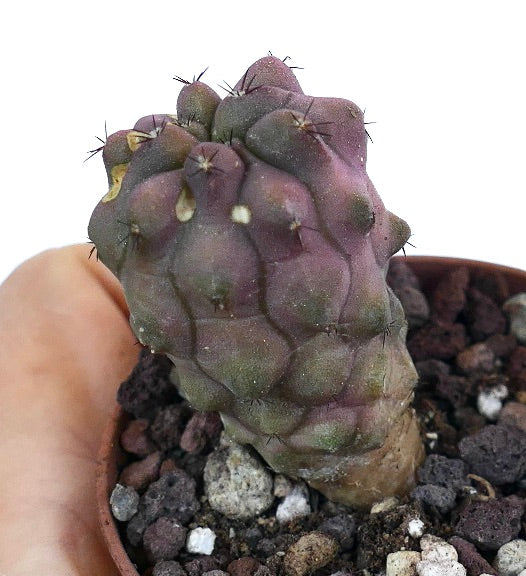 Copiapoa cinerea X hypogaea zeldzame vetplanten cactus met roze knobbeltjes en korte stekels in pot