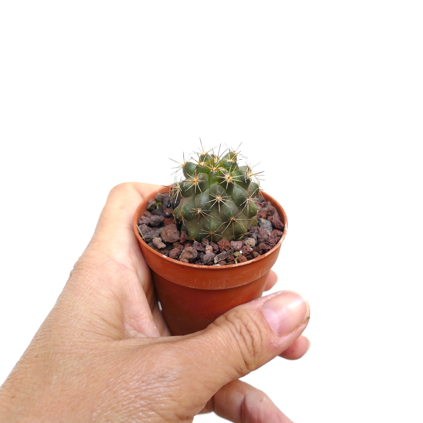 Copiapoa goldii small green succulent cactus with sharp golden spines in terracotta pot