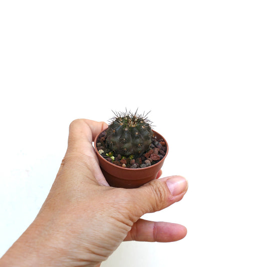 Copiapoa columna-alba X desertorum X atacamensis liten mørkegrønn tornete kaktus sukkulent i potte holdt i hånd