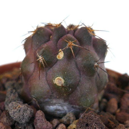 Copiapoa cinerea X griseoviolacea rare small cactus with dark purple body and sharp spines