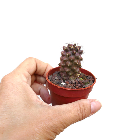 Copiapoa humilis X serpentisulcata liten lilla sukkulent kaktus med korte torner i potte