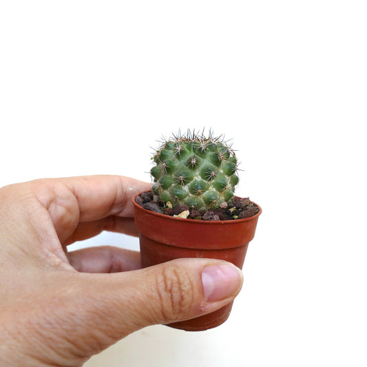 Copiapoa oliviana X serpentisulcata liten rund kaktus med skarpe pigger i potte