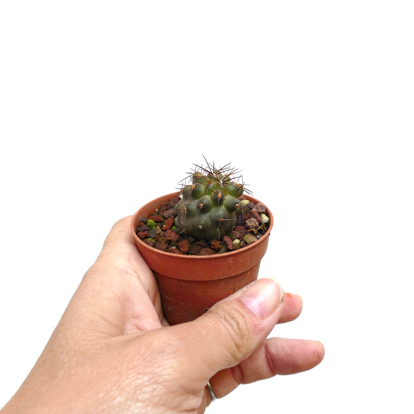Copiapoa andina small round succulent cactus with dark spines in terracotta pot held by hand