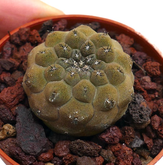 Copiapoa hypogaea X hypogaea liten rund sukkulent kaktus med teksturerte grønnaktig-brune knoller og korte pigger