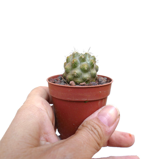 Piccolo cactus succulento Copiapoa goldii con tubercoli arrotondati e spine corte in vaso