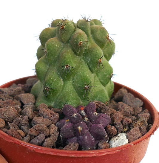 Copiapoa cinerea X hypogaea sjelden sukkulent kaktus med grønne og lilla teksturerte stilker