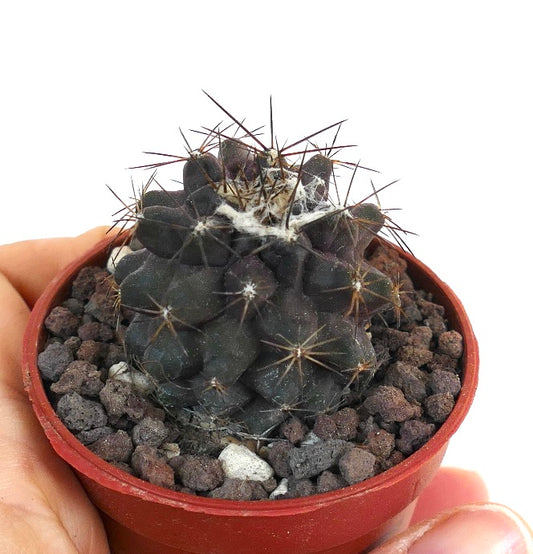 Copiapoa atacamensis dark green succulent cactus with long spines in small pot
