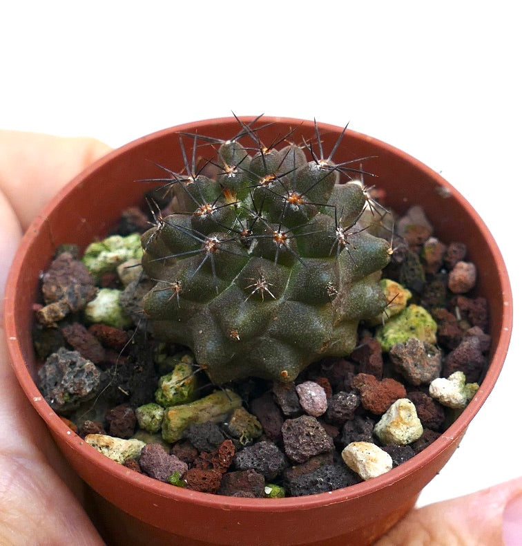 Kleine dunkelgrüne Copiapoa atacamensis Sukkulente mit scharfen schwarzen Dornen im Topf