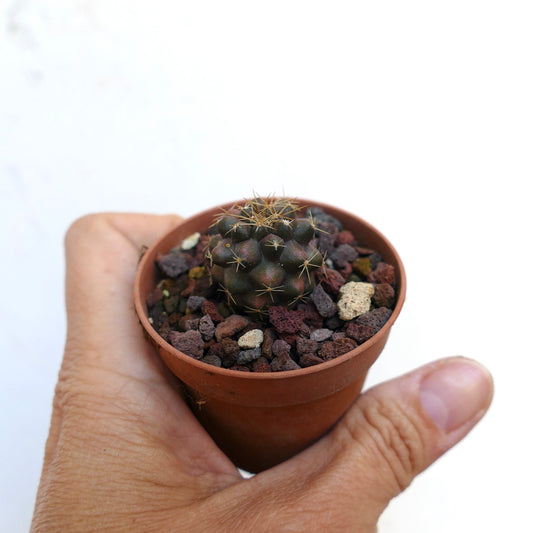 Piccolo cactus Copiapoa goldii verde scuro con spine dorate in vaso di terracotta