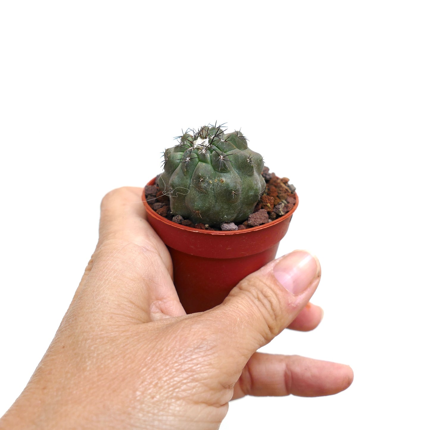 Kleine groene cactus Copiapoa columna-alba X hypogaea met korte donkere stekels in pot