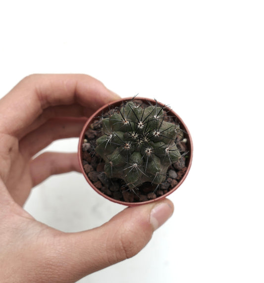 Copiapoa desertorum small succulent cactus with dark spines in a hand-held pot