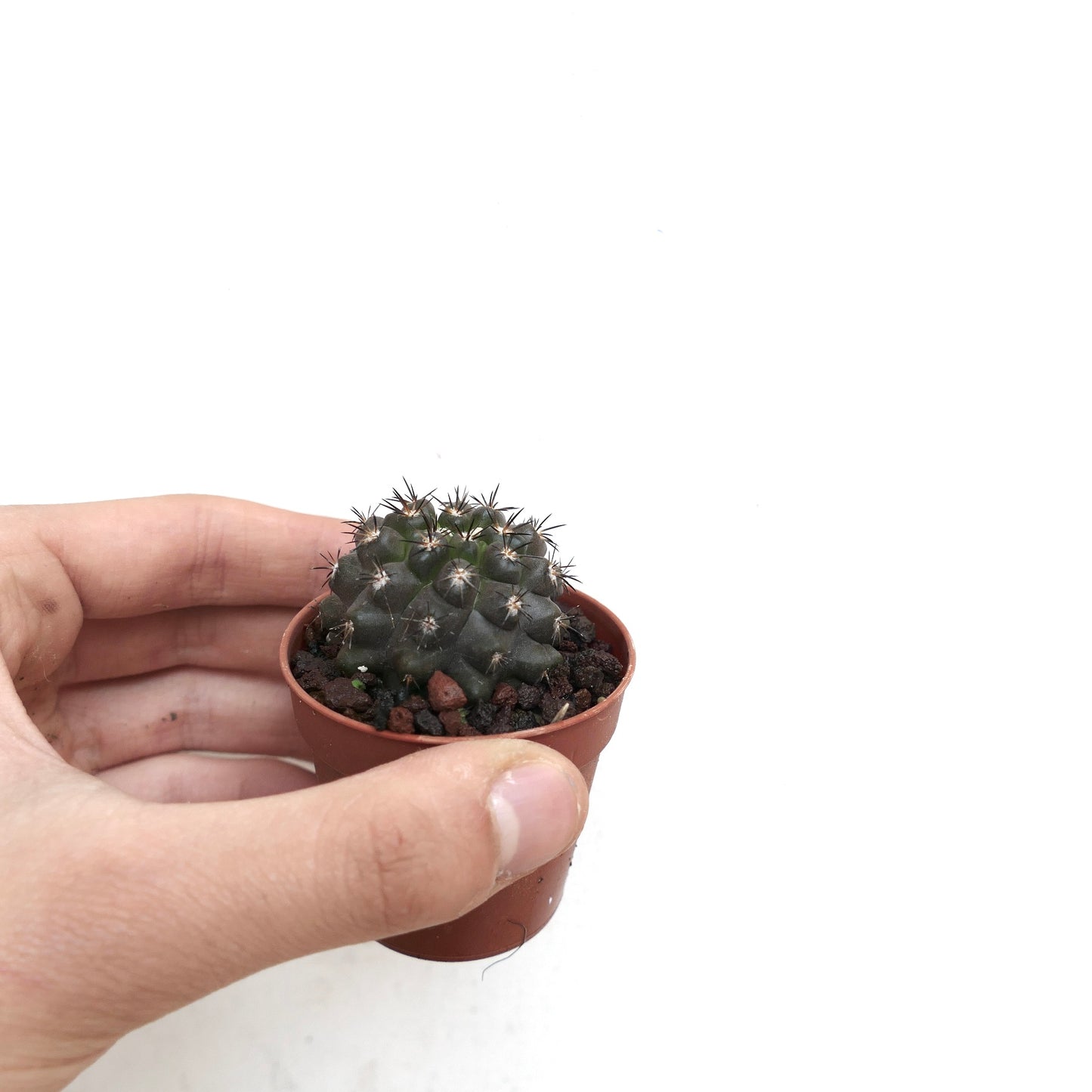 Copiapoa cinerea piccolo cactus verde scuro con spine nere appuntite in vaso marrone tenuto in mano