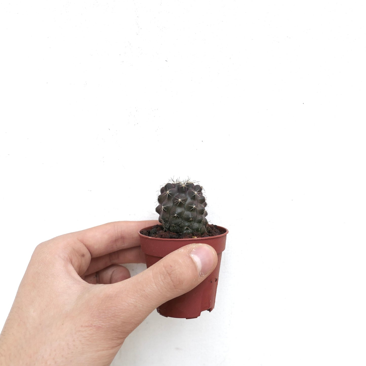 Copiapoa humilis X griseoviolacea liten mørk saftig kaktus med korte pigger i potte