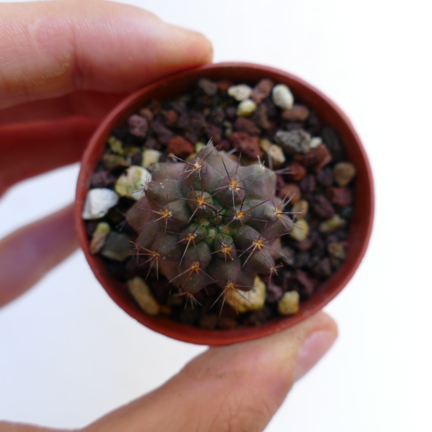 Copiapoa goldii small succulent cactus with brownish spines and rounded tubercles in pot
