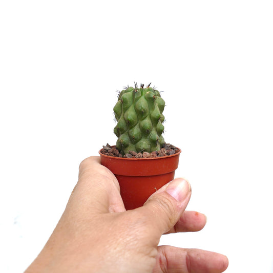 Copiapoa cinerea sukkulent kaktus med unike runde pigger og korte torner i liten potte