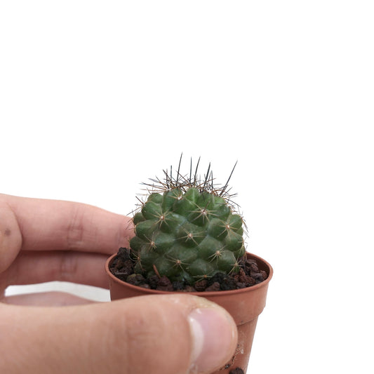 Copiapoa fiedleriana small green cactus with sharp brown spines in a terracotta pot