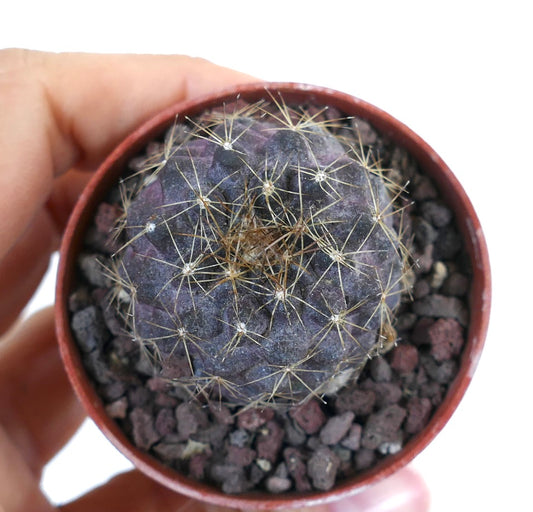 โคปิอาโพอา ฮูมิลิส X เทนูอิสซิมมา กระบองเพชรเนื้อเยื่อสีม่วงมีหนามสีเหลืองบางในกระถางขนาดเล็ก