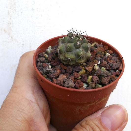 Copiapoa cinerea small round succulent cactus with short dark spines in pot