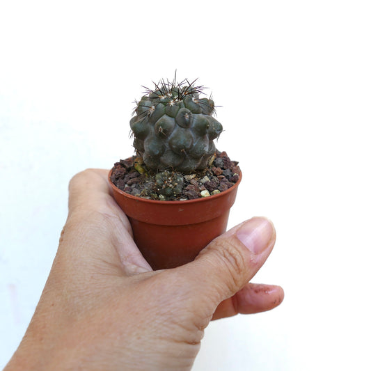 Copiapoa cinerea small dark green cactus with prominent spines in a brown pot held by hand