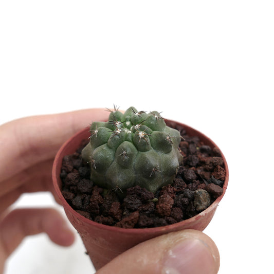 코피아포아 시네레아 작은 다육질 선인장, 둥근 혹과 짧은 가시가 있는 화분