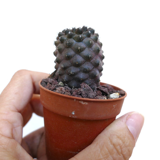 Copiapoa tenuissima dark purple succulent cactus with small spines in a pot