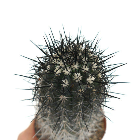 コピアポア・グリーセオヴィオラセア サボテン、濃い黒色のトゲとふわふわしたアレオーレを持つ多肉植物の標本