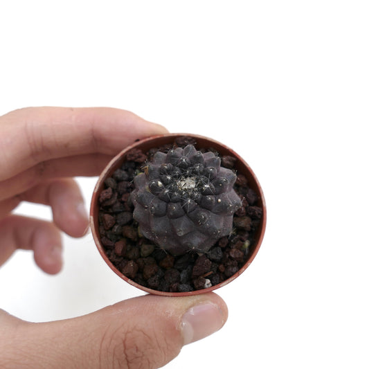 โคปิอาโพอา อาตากาเมนซิส X ไฮโปแกอา กระบองเพชรเนื้ออวบน้ำสีเทาเข้มขนาดเล็กมีหนามในกระถาง