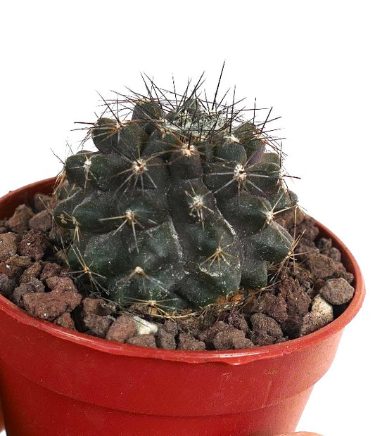 Copiapoa atacamensis dark green succulent cactus with prominent spines in red pot