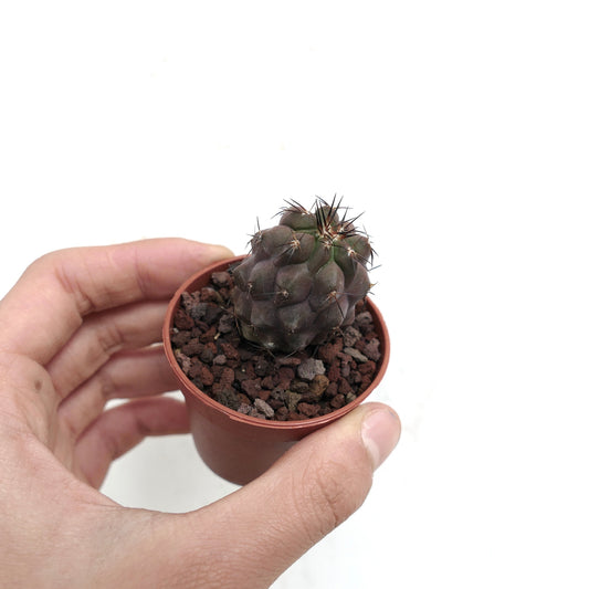 Copiapoa cinerea X griseoviolacea liten mørk lilla sukkulent kaktus med skarpe pigger i potte