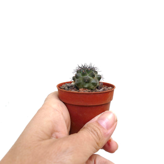 Copiapoa atacamensis small green cactus with dark spines in a brown pot held by hand
