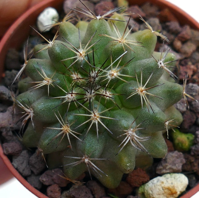 Copiapoa Serpentisulcata 