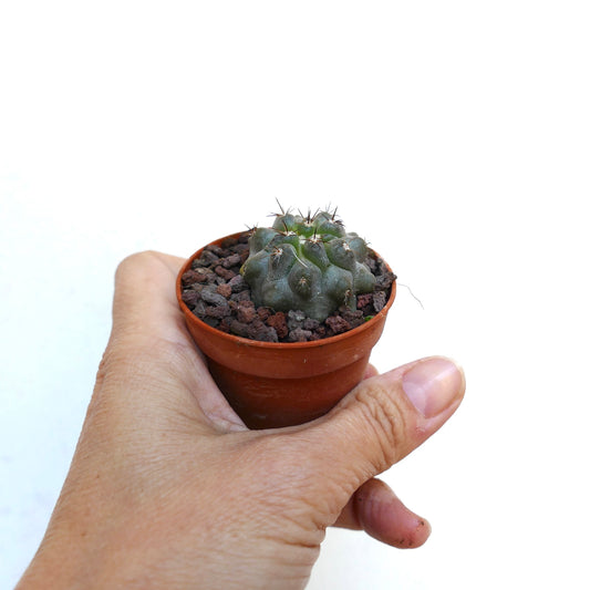 Copiapoa columna-alba X hypogaea liten saftig kaktus med runde ribber og korte pigger i potte