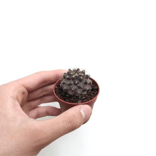 Copiapoa humilis small dark purple succulent cactus with short spines in pot held by hand