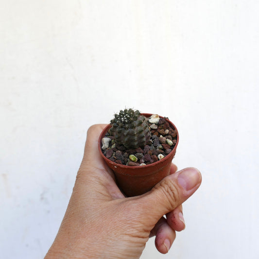 Copiapoa humilis small dark green cactus with short spines in terracotta pot