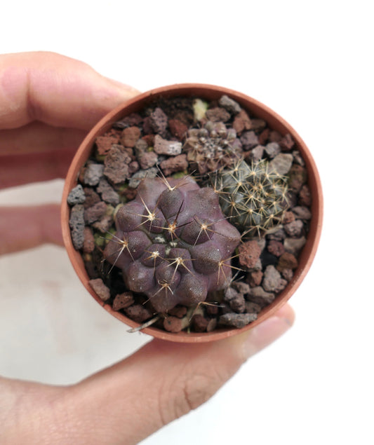 Copiapoa hybrid (pot of 3 seedlings) 13MG