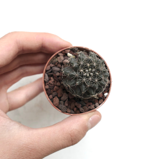 Copiapoa humilis small dark green cactus with thin spines in terracotta pot held by hand