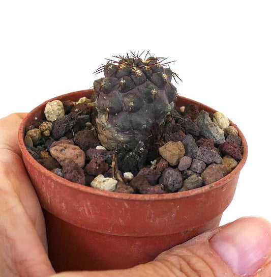 โคปิอาโพอา ซิเนเรอา แคคตัสขนาดเล็หายาก ตัวต้นสีม่วงเข้ม พร้อมหนามแหลมคมในกระถาง