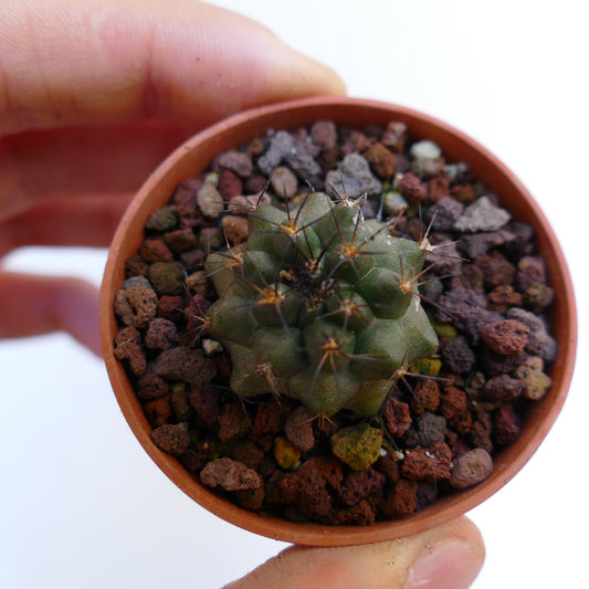 Kleine Copiapoa goldii X atacamensis vetplant cactus met stekels in terracotta pot