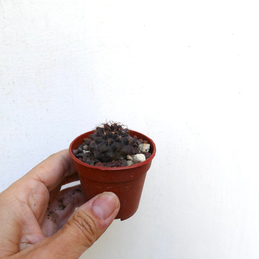 โคปิอาโพอา อตากาเมนซิส X กริเซโอไวโอเลเซีย ต้นกระบองเพชรอวบน้ำขนาดเล็กสีเข้มมีหนามแหลมในกระถาง